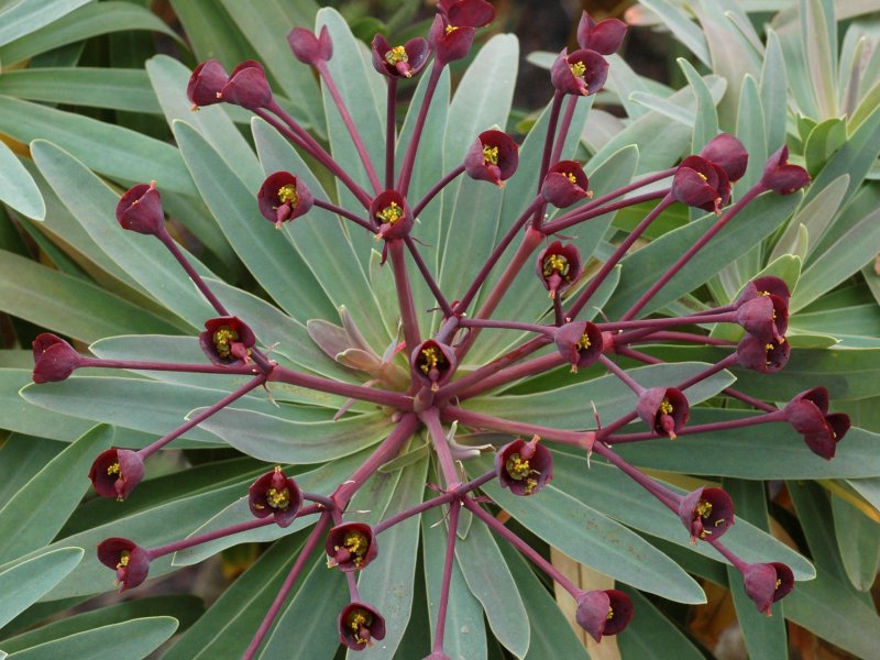 Euphorbia balsamifera
