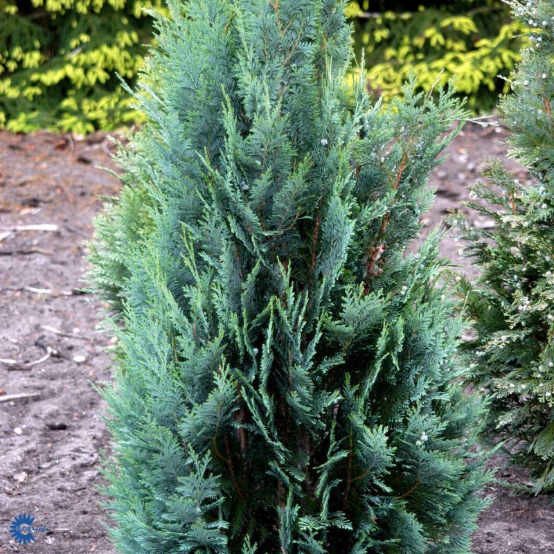 Chamaecyparis l. 'columnaris'