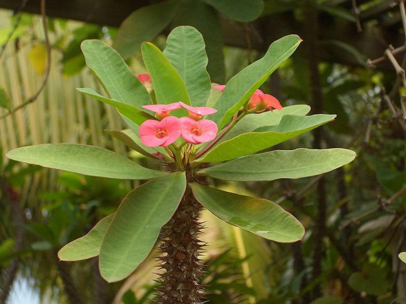 Euphorbia pseudocactus