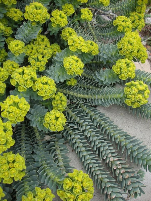 Euphorbia flanaganii