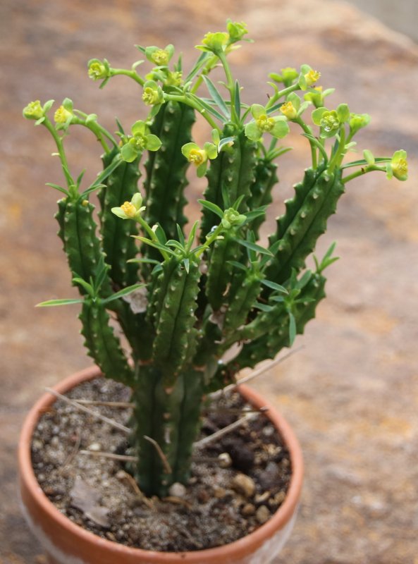 Суккулент Euphorbia loricata