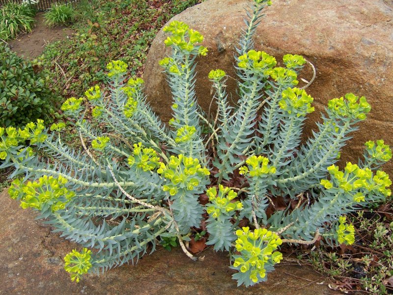 Молочай миндальный (Euphorbia amygdaloides `purpurea`)
