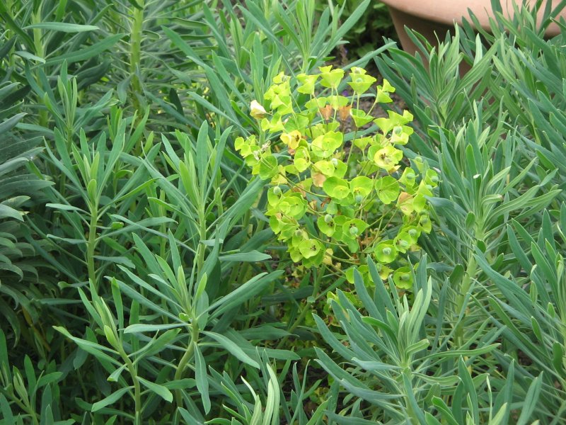 Молочай длиннорогий Euphorbia macroceras