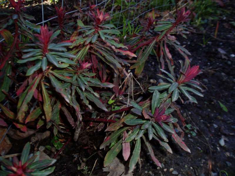 Euphorbia neriifolia