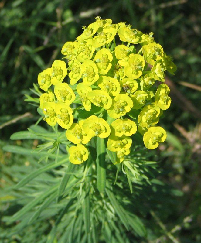 Молочай беложильчатый (Euphorbia leuconeura)