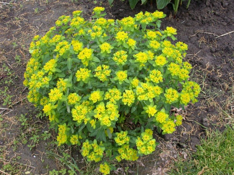 Euphorbia Dulcis