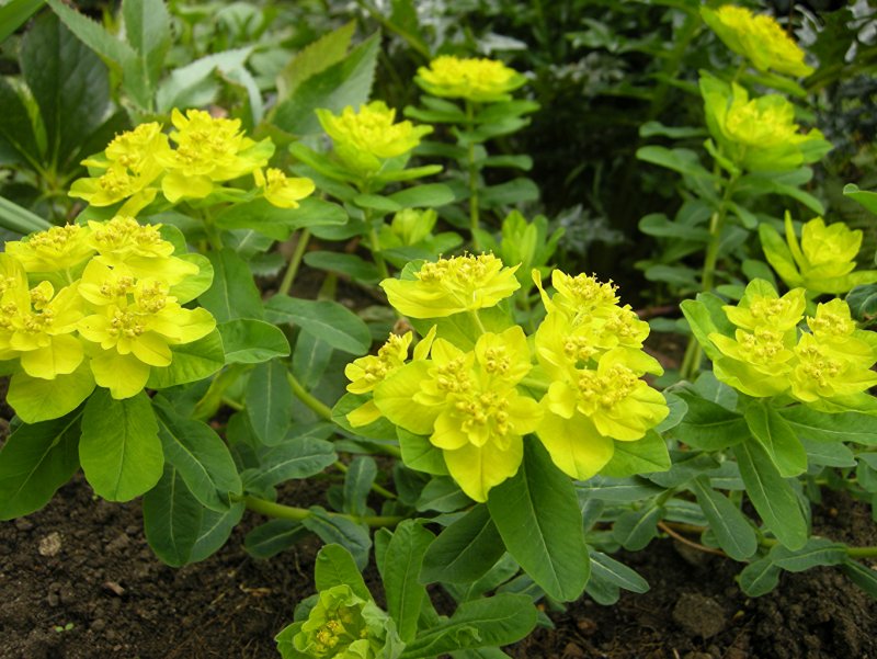 Молочай сосочковый Euphorbia mammillaris