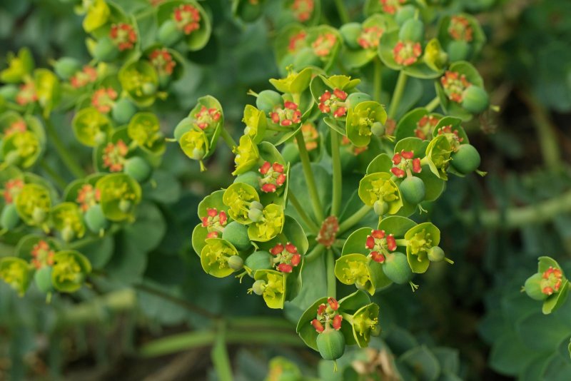 Amandelwolfsmelk Euphorbia молочай