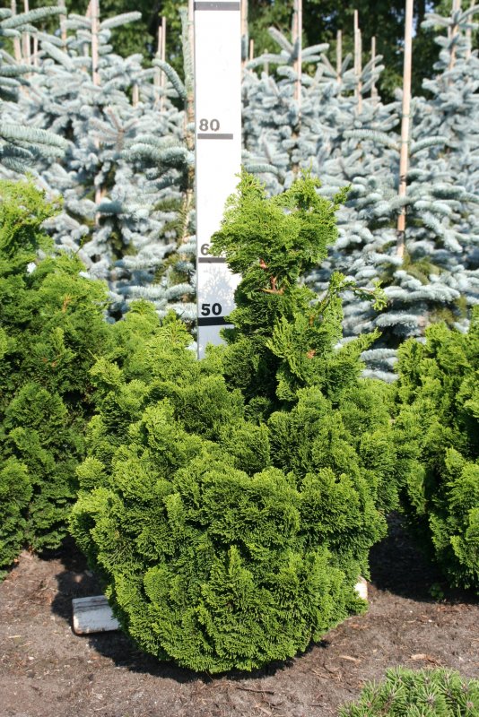 Кипарисовик Chamaecyparis obtusa Nana gracilis