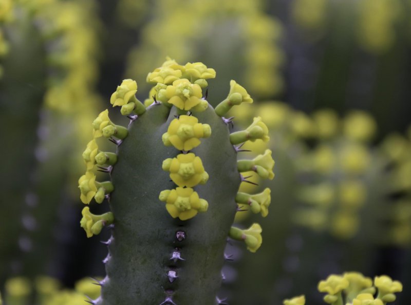 Hypericifolia (Euphorbia hypericifolia