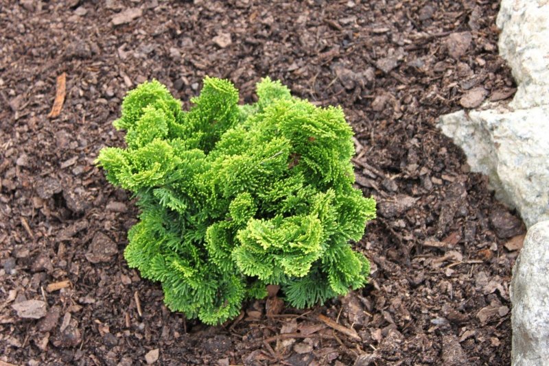 Кипарисовик Chamaecyparis obtusa Nana gracilis