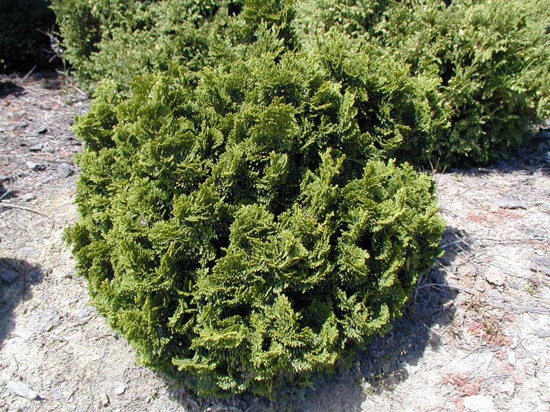 Nana gracilis кипарисовик