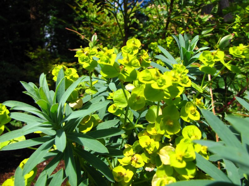 Молочай (Euphorbia)