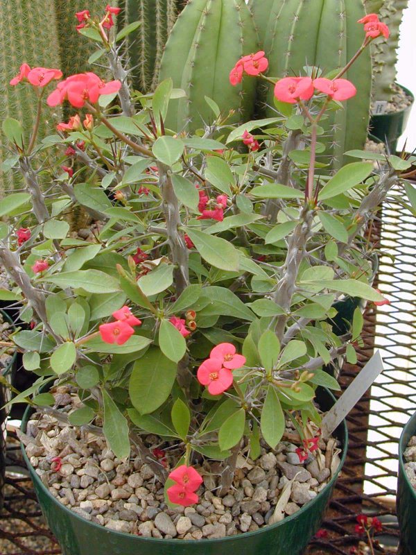 Молочай (Euphorbia)