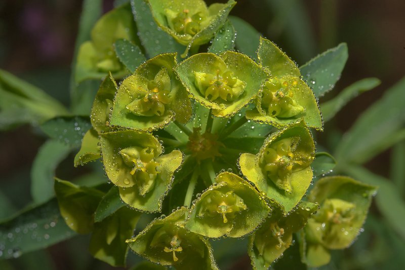 Euphorbia canariensis