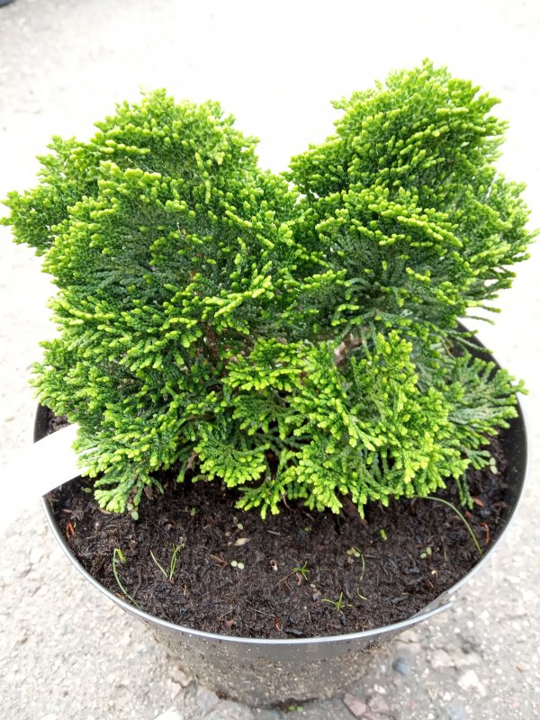 Кипарисовик Chamaecyparis obtusa Nana gracilis