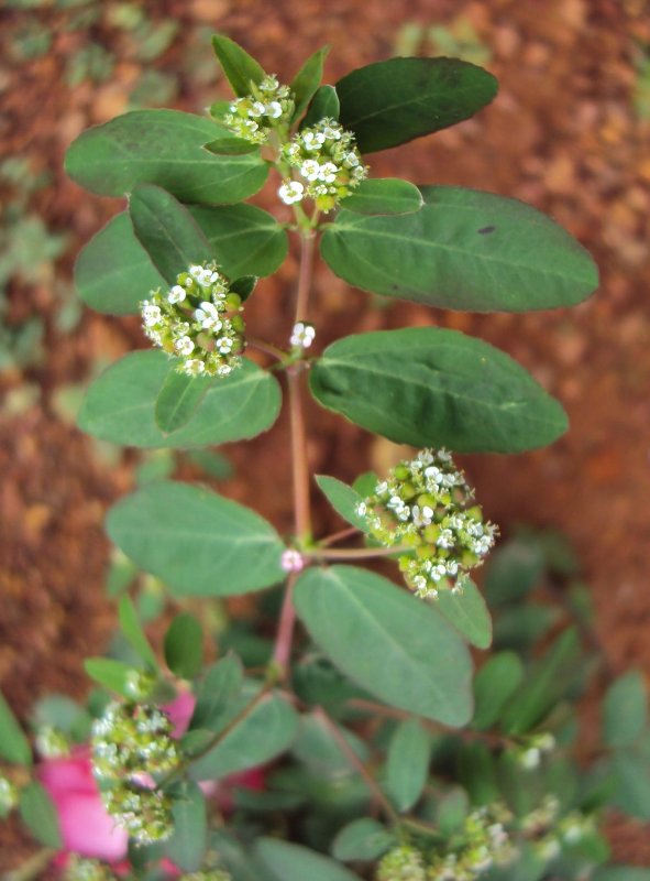 Роза Euphorbia