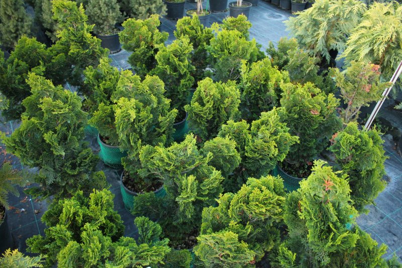 Кипарисовик туполистный (Chamaecyparis obtusa Nana gracilis)