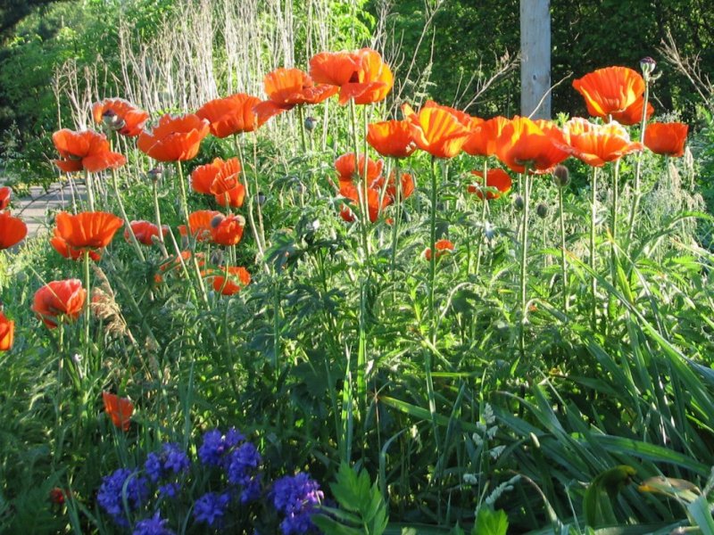 Мак Papaver Harvest Moon