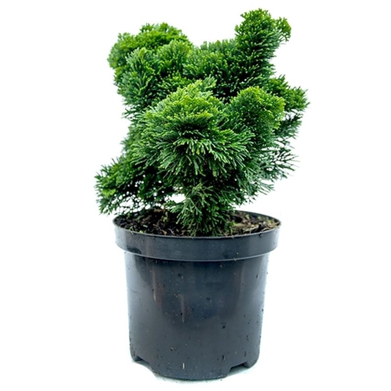 Chamaecyparis obtusa 'Nana gracilis' на штамбе