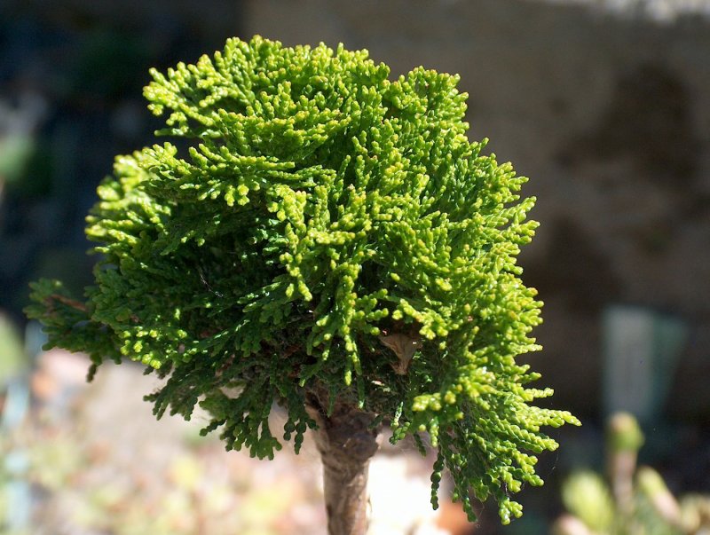 Кипарисовик горохоплодный Nana gracilis