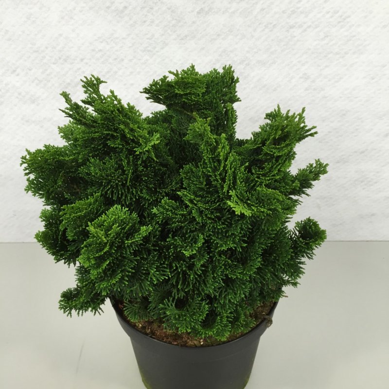 Chamaecyparis o. 'Butterball'