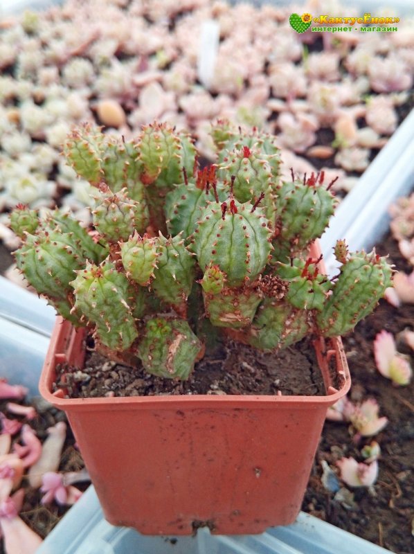 Euphorbia submammillaris