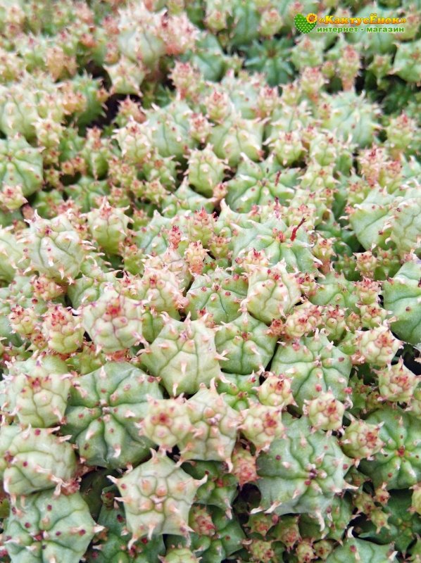 Euphorbia submammillaris f. Mini