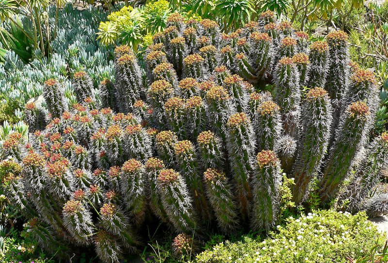 Молочай ощетиненный Euphorbia horrida