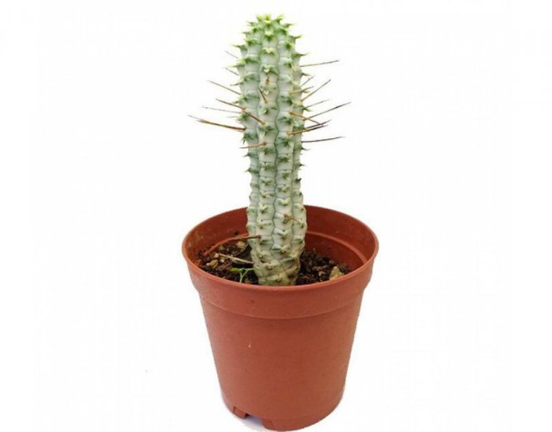 Euphorbia mammillaris f. variegata
