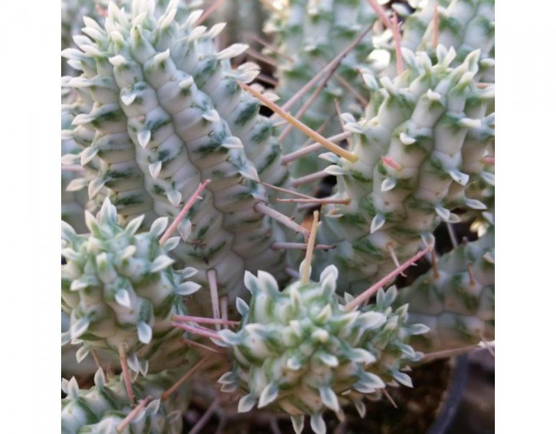 Эуфорбия mammillaris variegata
