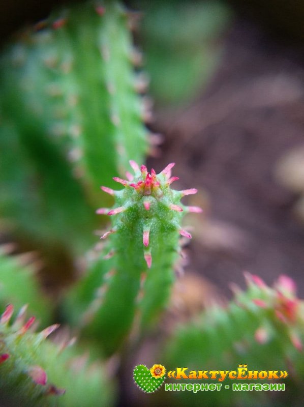 Euphorbia submammillaris