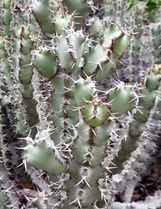 Молочай панцирный (Euphorbia loricata