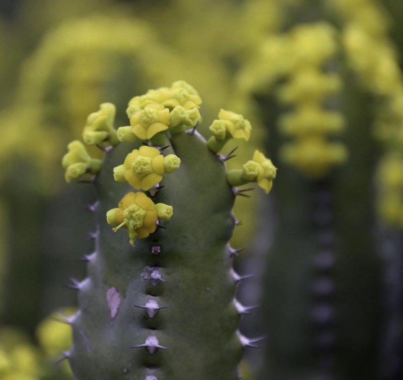 Euphorbia resinifera