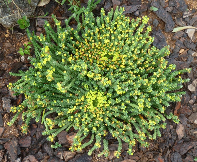 Euphorbia pfersdorfiana