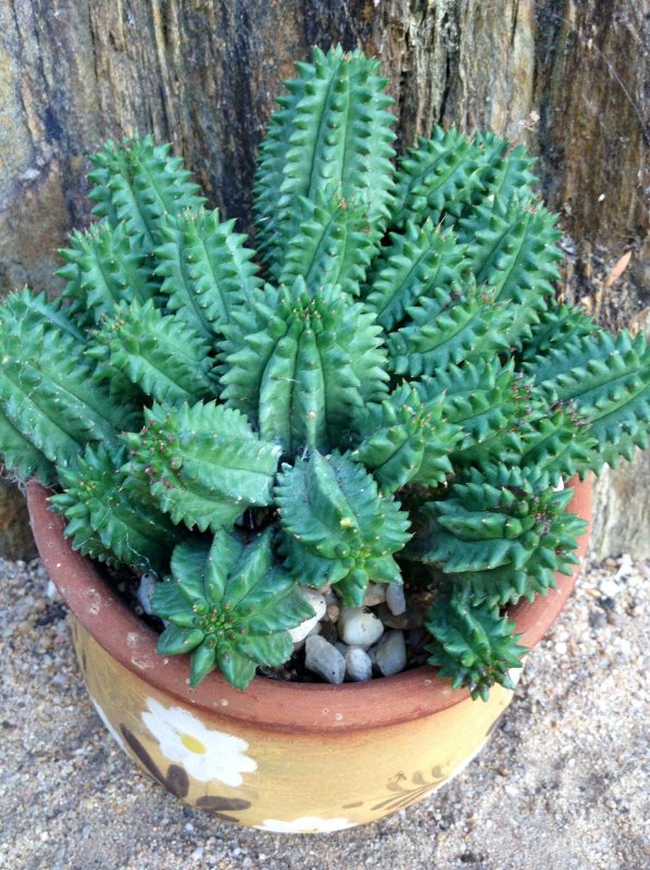 Euphorbia suzannae Кактус