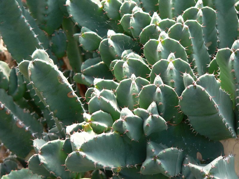Euphorbia resinifera