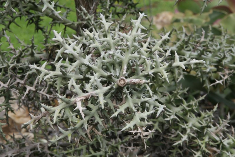 Молочай Euphorbia enopla