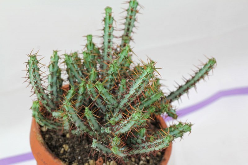 Эуфорбия аэругиноза (Euphorbia aeruginosa)