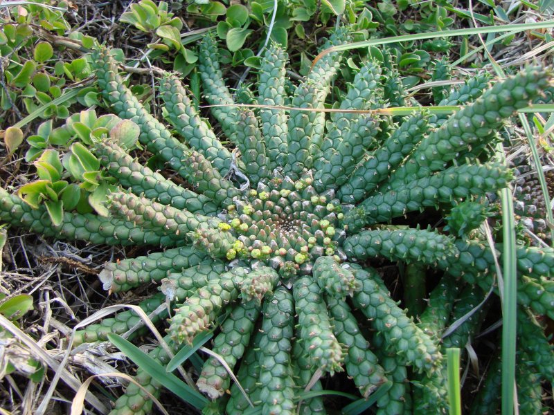Euphorbia pfersdorfiana