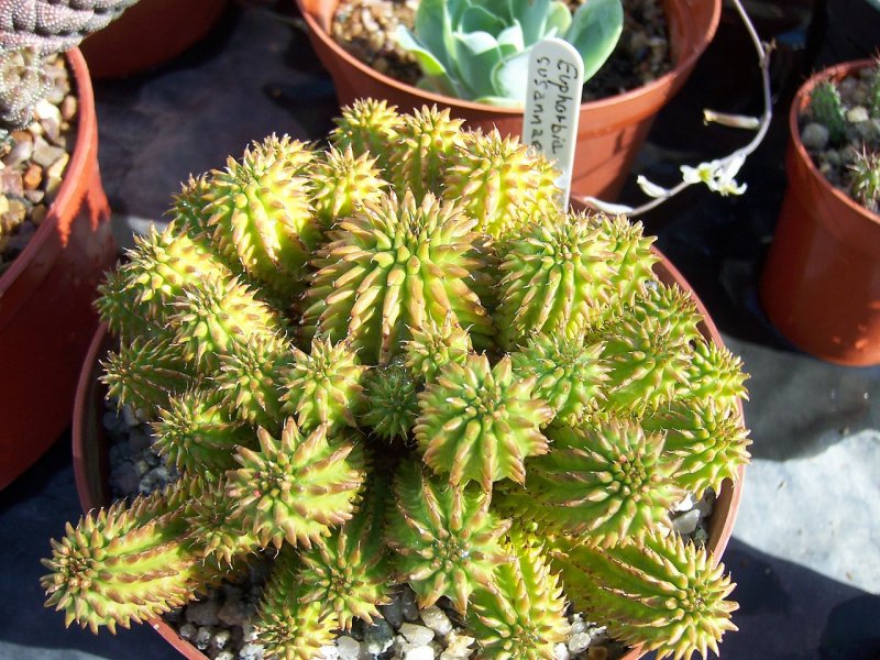 Эуфорбия Сюзанна Euphorbia suzannae
