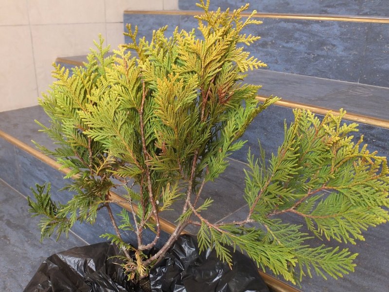 Chamaecyparis l. 'Ivonne'
