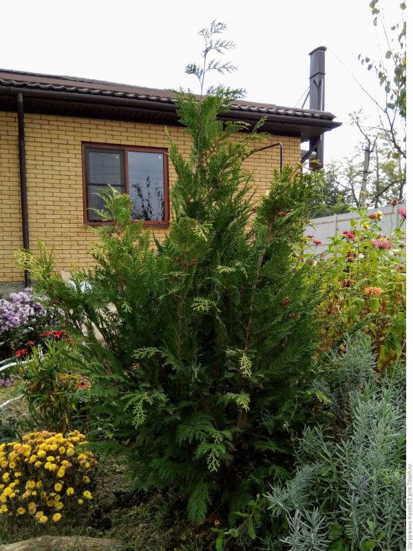 Кипарисовик Лавсона Стардаст