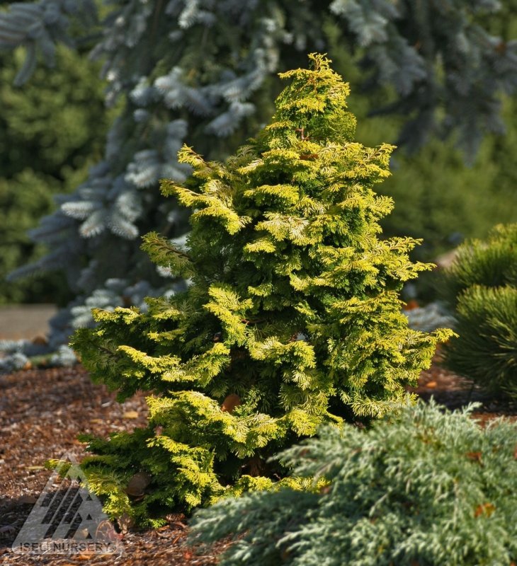 Chamaecyparis obtusa Хиноки