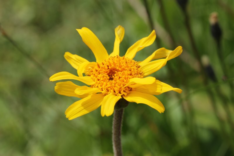 Arnica Montana в природе