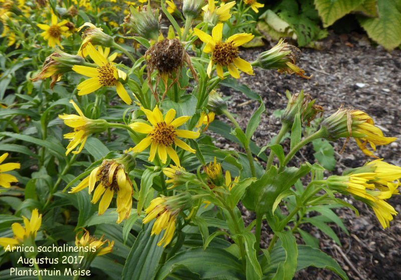 Арника Сахалинская - Arnica sachalinensis.