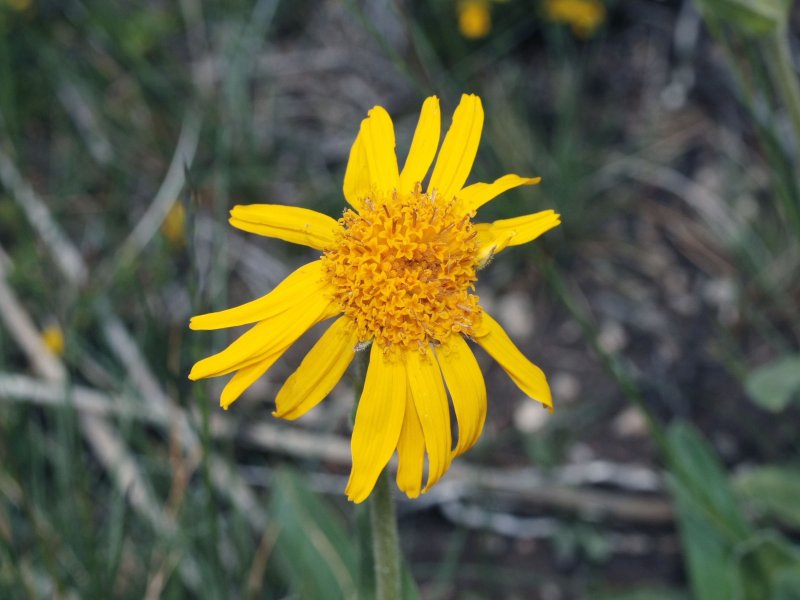 Arnica Montana в природе