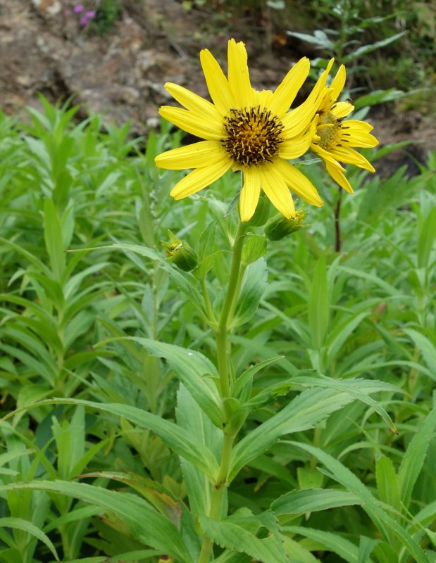 Арника Сахалинская - Arnica sachalinensis.