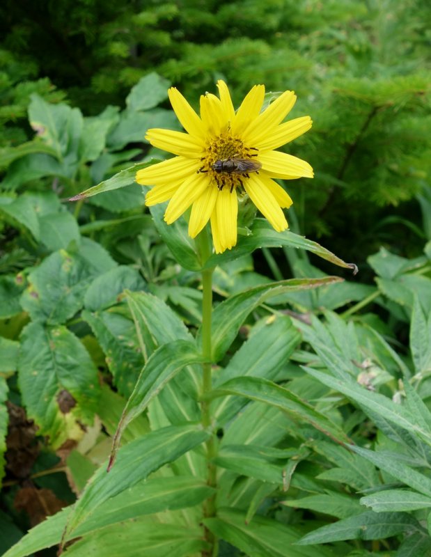 Arnica sachalinensis