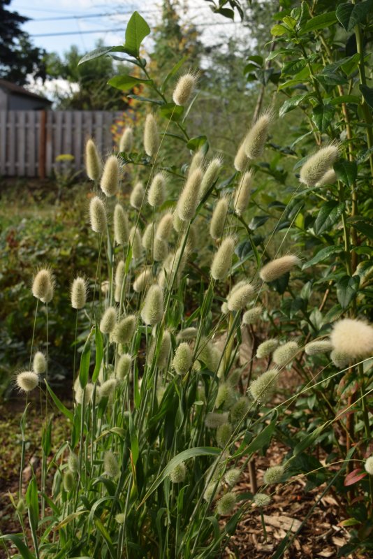 Пеннисетум мохнатый Pennisetum villosum
